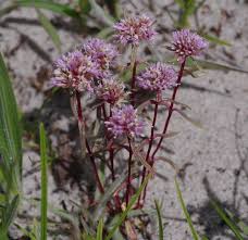 Image result for Faroa pusilla