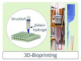Check spelling or type a new query. Green Bioprinting Novel Environment For Agglomeration Of Plant Cells Institute Of Natural Materials Technology Tu Dresden