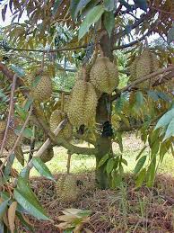 Desa durian daun mempunyai luas wilayah ± 700 ha. Durio Zibethinus Durian æ¦´èŽ² Capsule Fruit è'´æžœ Malaysia Plant Photo é¦¬ä¾†è¥¿äºžæ¤ç‰©ç…§ç‰‡