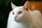 Khao Manee Cat • Purrfect Cat Breeds