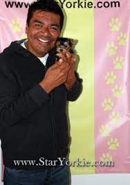 George Lopez And His Tiny Teacup Yorkie Puppy Teacup Yorkie Puppy Yorkie Teacup Yorkie