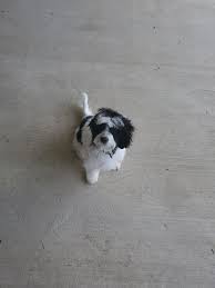 If you're considering adopting a cavachon puppy, make sure you understand this breed's health considerations. Cavachon Puppies For Sale Red Oak Tx 352476 Petzlover
