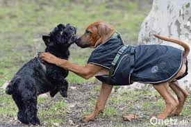 Bevor sie ihren rüden oder ihre hündin kastrieren lassen, informieren sie sich über die kosten, den ablauf der op und die pro und kontras. Kastration Von Hunden Wenig Grunde Sprechen Fur Den Eingriff Onetz