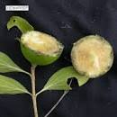 Image result for Strychnos innocua