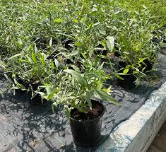 Image result for Salvadora persica