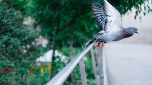 Promotion sur le kit de pic anti pigeon ecopics 2 mètres + colle. Comment Eloigner Les Pigeons