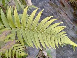 Image result for Thelypteridaceae