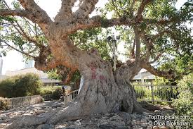 Image result for Ficus sycomorus
