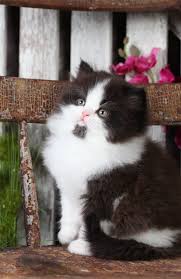 Black And White Persian Cat Doll Face Black White Bi Color Persian Kitten Cute Cats White Persian Kittens Pretty Cats