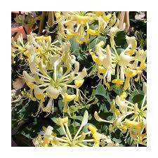 Image result for Lonicera