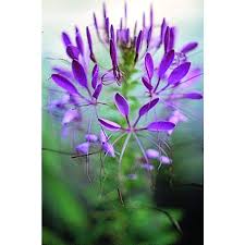 We did not find results for: Cleome Violet Queen