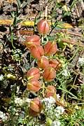 Image result for Astragalus atropilosulus