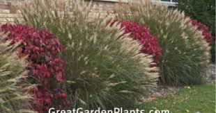 Ornamental Grasses Burning Bush Ornamental Grasses Burning Bush Hillside Landscaping