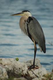 Blue Birds Native To Colorado Great Blue Heron Fugle Sjove