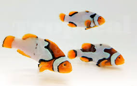 Designer Clownfish Amphiprion Designer Clownfish With Their Unusual Patterns Make Them Very Popular With Hobbyists Clown Fish Marine Fish Marine Aquarium