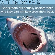 Shark Teeth Are Actually Scales Shark Facts Wtf Fun Facts Fun Facts