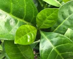 Image result for Psychotria cinerea