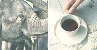 Kopi luwak coffee is made from coffee beans that are eaten and excreted by civets. Poop Coffee Cat Monkey Elephant Bat Bird Shit Coffee