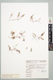 Image result for Hymenophyllum peltatum