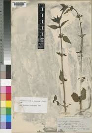 Image result for Leucas glabrata