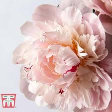 Check spelling or type a new query. Peony Eden S Perfume Thompson Morgan