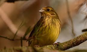 Recherchez finkenvogel dans le dictionnaire orthographique allemand qui inclut des exemples d'utilisation, les prononciations et d'autres fonctionnalités pour l'apprentissage du vocabulaire. Finkenvogel 59 News Von Burgerreportern Zum Thema