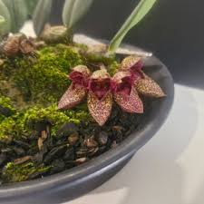 Image result for Bulbophyllum schinzianum