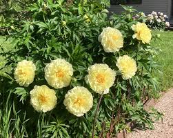 0 coupons, 0 verified promo codes and 3 deals which offer 5. Fina Gardens Peonies Facebook