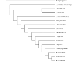 Image result for Raphidiocystis phyllocalyx