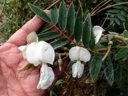 Image result for Tephrosia meisneri