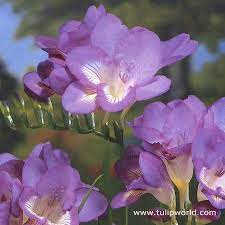 Pin By Eva Bene On Wedding Flowers Anniversary Flowers Spring Plants Bulb Flowers