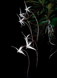 Image result for Aerangis splendida