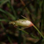 Image result for Abildgaardia ovata