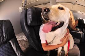 Emotional Support Animals Are Not Service Animals Here S Why It Matters