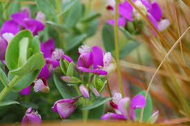 Image result for Polygala petitiana