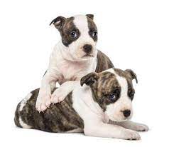 Reverse brindle red nose brindle pitbull. What You Should Know About Reverse Brindle Pitbulls Healthy Homemade Dog Treats