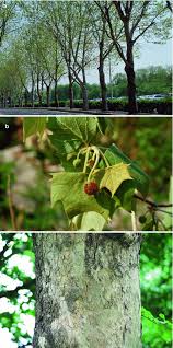 The american forests champion trees national register contains the largest known trees of nearly 600 species found in the u.s. Description And Clinical Exposure Of Allergic Plants Springerlink