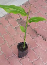 Tumbuh sepanjang tahun, dengan bunga, buah, dan bijinya kerap dimanfaatkan sebagai sayur. Warisan Petani Tanaman Pokok Kantan