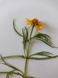 Image result for Pascalia glauca