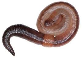 Trucs Et Astuces De Pecheurs Conserver Ses Vers De Terre Peche En Seine Et Marne Proposee Par Andre Marini