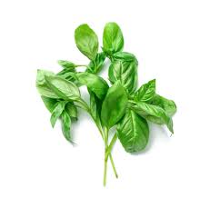 Bunnies can eat banana leaves. Can Rabbits Eat Basil Vet Explains Pets