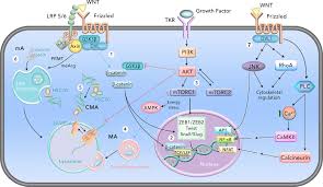 Conveyancing lawyer at tan, yap & tang advocates. Frontiers Multifaceted Wnt Signaling At The Crossroads Between Epithelial Mesenchymal Transition And Autophagy In Glioblastoma Oncology