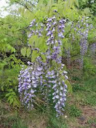 Wisteria Blossoms Are Edible But The Bean Like Pods Are Not Wild Edibles Edible Flowers Plants