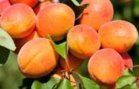 Apricot varieties for warmer regions. Glengarry Apricot Yalca Fruit Trees
