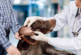 Cleaning your dog's ears is an important part of his grooming needs. Dog Ear Wax Color Ear Cleaning Home Remedies Pawleaks