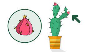 Growing cactus at home step 1: How To Grow A Cactus 15 Steps With Pictures Wikihow