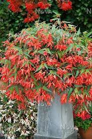 N1910482 Begonia Million Kisses Devotion In Pot In 2021 Begonia Making Plant Pots Flower Pots