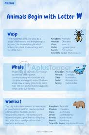 The northwest african country of western sahara is bordered by Animals That Start With W Listed With Pictures Alphabetical List Of 41 Animals Starting With W Interesting Facts A Plus Topper