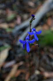 Lobelia Gibbosa 28 1 14 Cardinal Flower Australian Bush Orchids