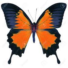 Orange butterflies, especially if there was more than one butterfly, announce a period of delightful encounters with friends and people we love. Beutiful Orange Butterfly Blue Emperor Mountain Blue Papilio Ulysses In Fancy Color Profile Isolated On White Background Stock Photo Picture And Royalty Free Image Image 41730632
